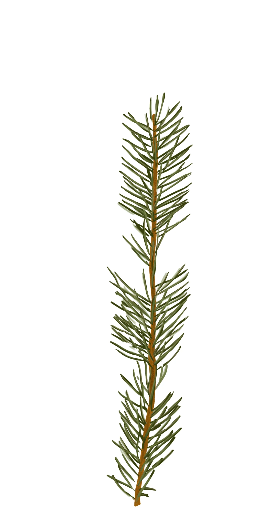 Painted Pine Tree Texture