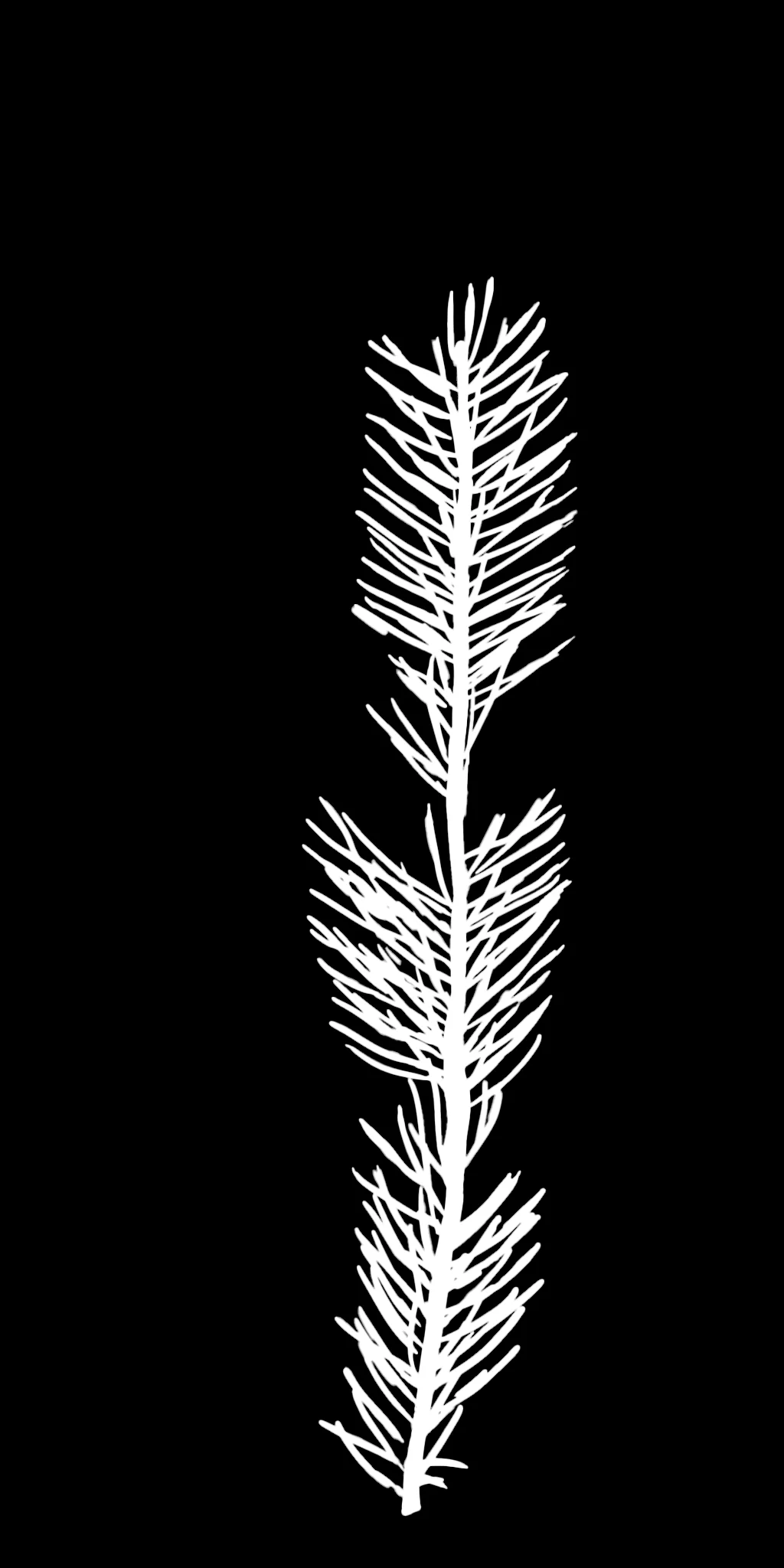 Painted Pine Tree Transparency